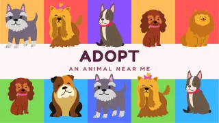 Adopt an Animal Near Me