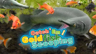 Catch 'Em! Goldfish Scooping