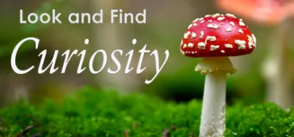 Look and Find - Curiosity