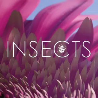 Insects: An X Enhanced Experience