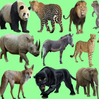 Wild Animals Quiz