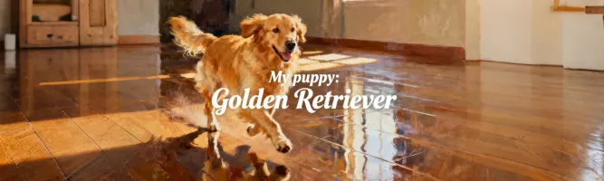 My puppy: Golden Retriever