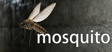 mosquito